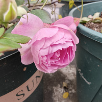 ���ò�����