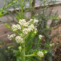 �Ի�Ϊ����