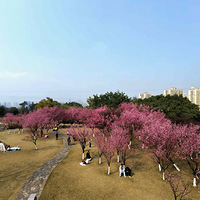 �������ĸɽ