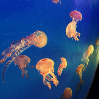 ����԰��ˮĸ