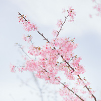 ����èɽӣ��԰�򿨣�