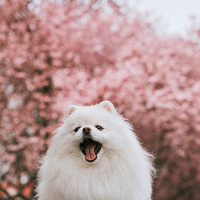 �����ǿ���������С��