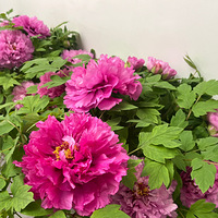 Ψ��ĵ�����ɫ ���������������� ...26�괺�������μ�~~