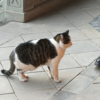 ���������������䣬ÿһֻ���ÿɰ�