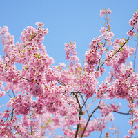 ���������԰��԰����ӣ��԰��~