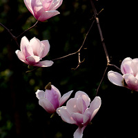 �ʹڴ�����Ե�������