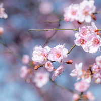 ��ƺɽ ��������Ļ��������ˣ�