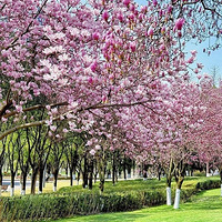 ���빫԰�����������ˣ����д��ƺ��ת��