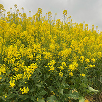 ������������ϣ��̤����