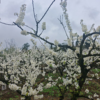 ��ɽ��Ұ���