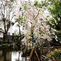 ֲ��԰��������Щ�����ţ�