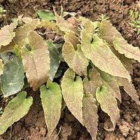 ��������ʩ�ʴ���������޽��ֲ���ֶ�