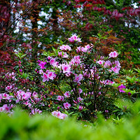 ����ı̽�԰