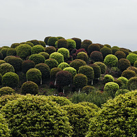 é�ִ�Ģ��ɭ��