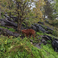 �Լ����ֳ�������ţ�⽴