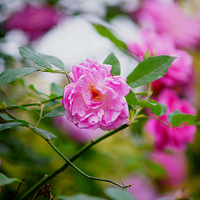 ����ǻ۹�԰�ڣ���ƬǾޱ��ʢ��