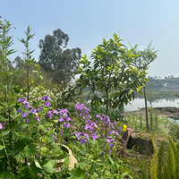 �ҽ��»����²裬ʫ�Ƴ��껪