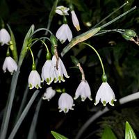 ѩƬ�����ʺø��ţ�����Ҫ���ֵ�