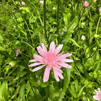 �ҵķ�ɫ�ѹ�Ӣ��ȫ����ſ��