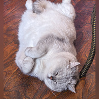 ��è�ĸ���˯�ˣ�