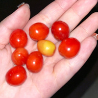 ��ӣ�����ˣ����ݲң�