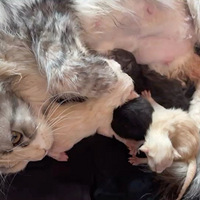 ��������һ̥����˳��