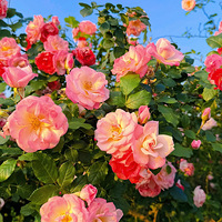 ����������С��������촵����