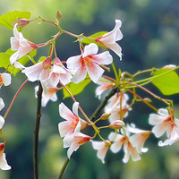 �������񿴻��ǣ�