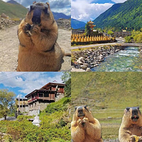 ��һ�Լݴ���Ī˹������ͽ�����Ⱥӣ��ڰ�������Ʒѩɽ����