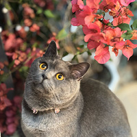 è�䰮����