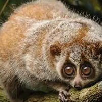 ������ɽ����98ֻ�����������ƿ��Ӳ��������ȥ