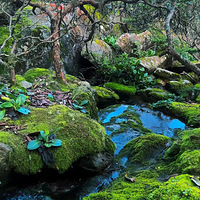 2026��һ�����ߣ�ұ�պ���ͽ������������ȿ˵����껨��Ұ��С��