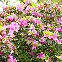 �������ˣ�����ž黨������