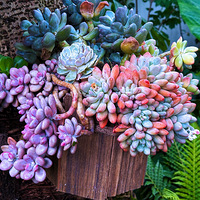 ɽ�����ĩ��