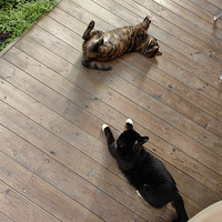 ��һ��������һֻ��è�����أ�