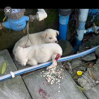 һֻ��֫�ˣ�һֻ�����ģ�������ֻС�̹���������ĸ������������