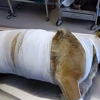 ����ʧ��С��ƴ��ҧס̱��Ů���˵����������ϣ��������ȫ����