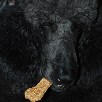 ̴үĶǱȽ䡣