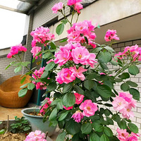 ����Ф��һ��Ծ��Ӵ�����Ʒ��228W