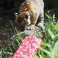 ��һ����԰����Ĳ� Ϊ����׼��ʥ������