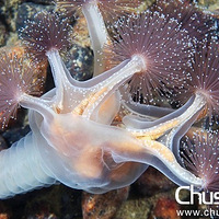 ���صĺ�������