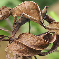 ����αװ��ʦ �����ҵ�������