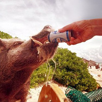 ����������С�� ��������