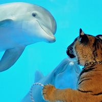 ��г����ͬ�ද��ķǳ�����