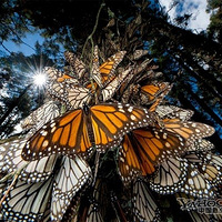 ���䷱ֳ�ڵĵ�����