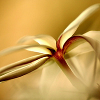 �����ֽ����������֮[����]����