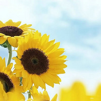 �������ã���Щ������