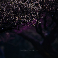 ��ѩ����Ϯ