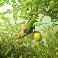 ɭ���еľ���