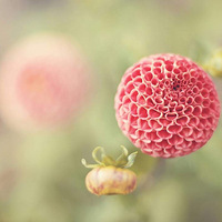 ����Ψ����Ӱ ǿ��������ͼ